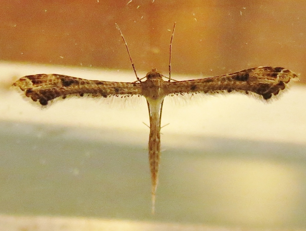 Sri Lanka Plume Moth