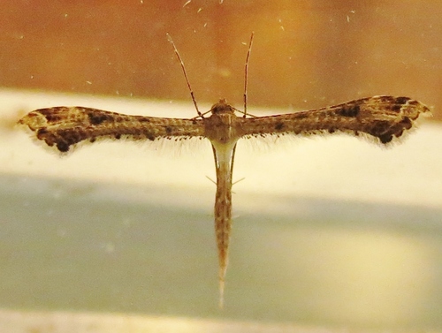 Sri Lanka Plume Moth