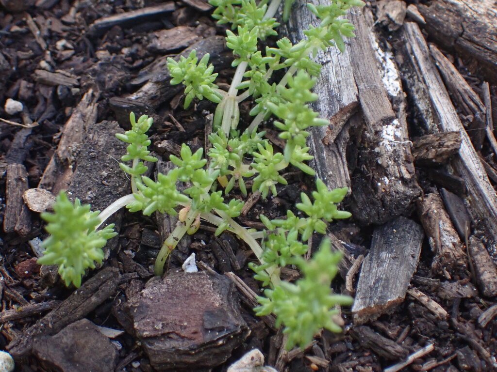 Crassula thunbergiana 2