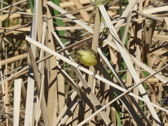 Pseudocolopteryx flaviventris