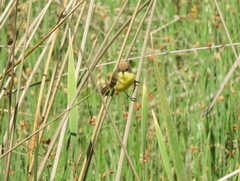 Pseudocolopteryx flaviventris