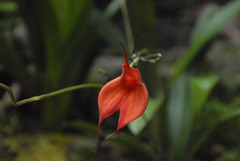 Masdevallia veitchiana