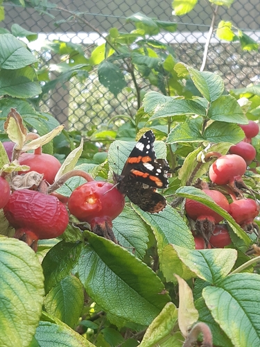 Red Admiral