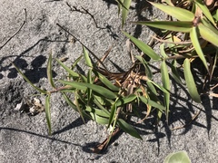 Ischaemum anthephoroides