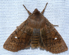 Eupsilia vinulenta