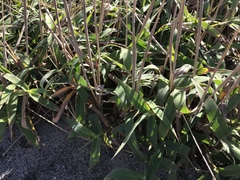 Ischaemum anthephoroides