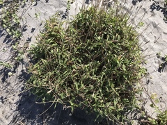 Ischaemum anthephoroides