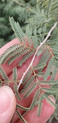 Prosopis farcta