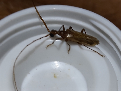 Vesperus luridus