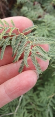 Prosopis farcta