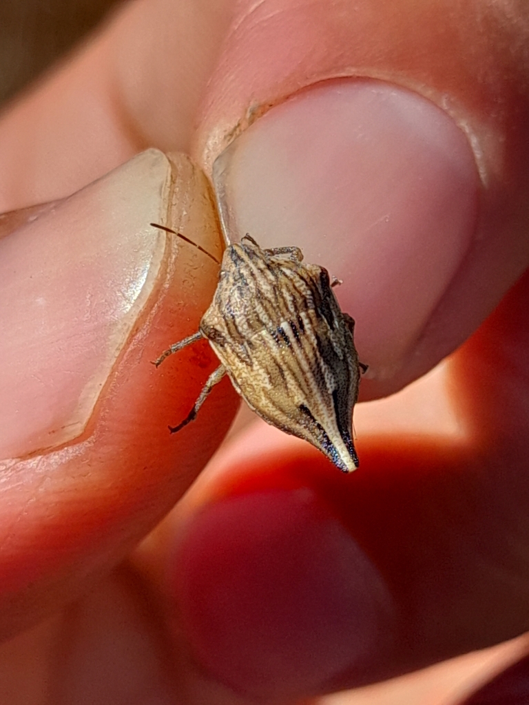Odontotarsus caudatus