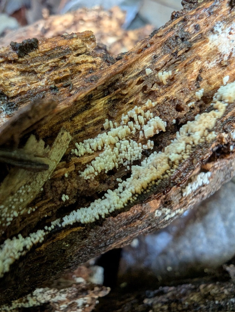 Henningsomyces candidus · September 2025 · photo: © atsushi_nakajima_cirque (iNaturalist, cc-by)