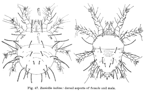 Red Palm Mite