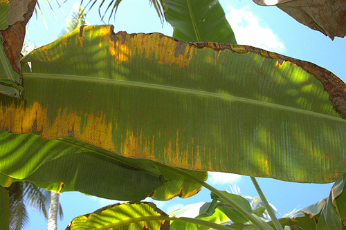 Red Palm Mite