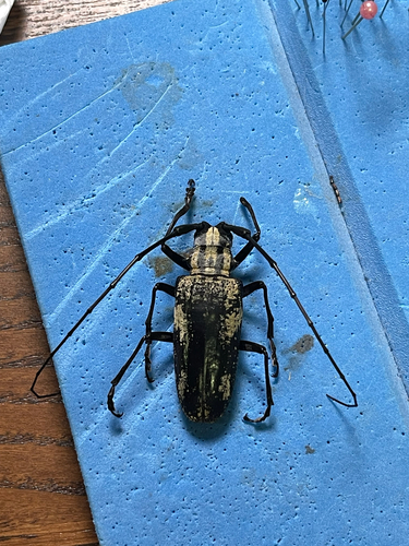 Paraepepeotes marmoratus
