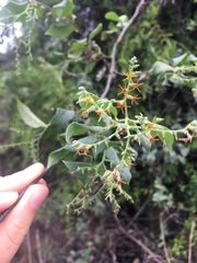 Myriopus psilostachya