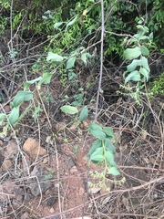 Myriopus psilostachya