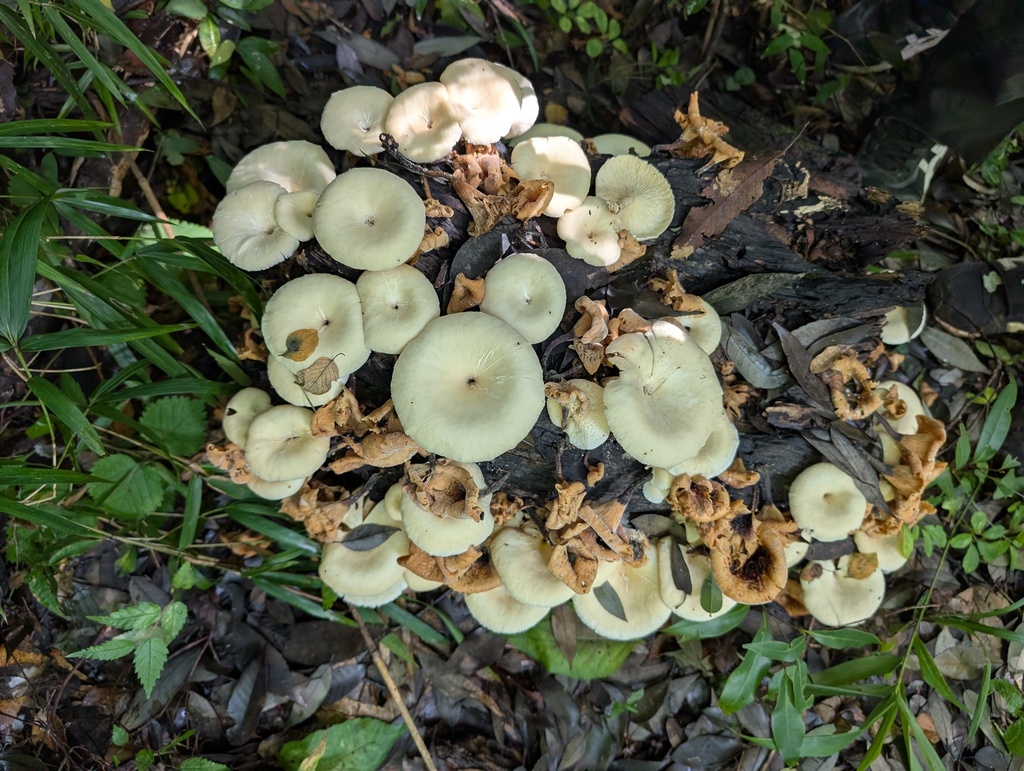 Lentinus squarrosulus · September 2025 · photo: © atsushi_nakajima_cirque (iNaturalist, cc-by)