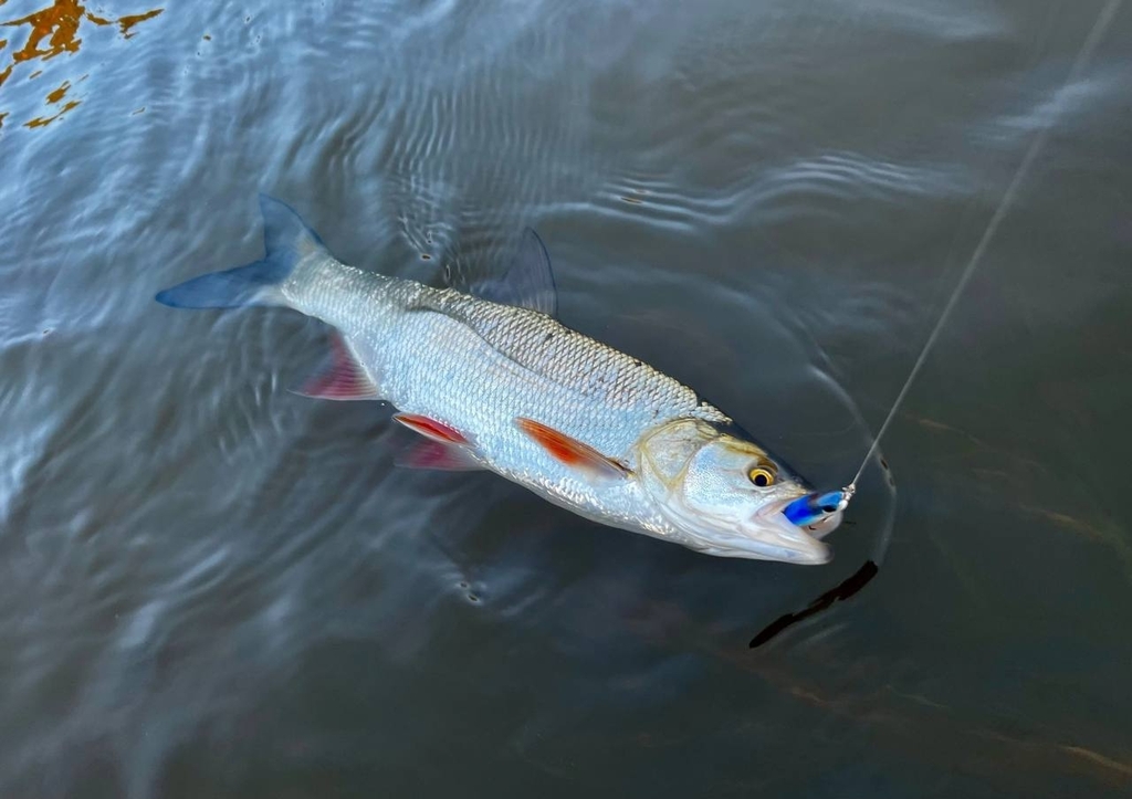 Asp (Leuciscus aspius) — Cyprinidae