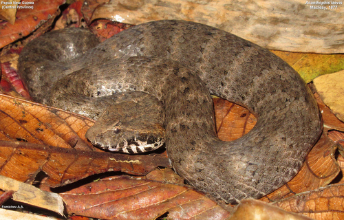 New Guinea Death Adder