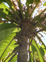 Clavija domingensis