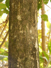 Clavija domingensis