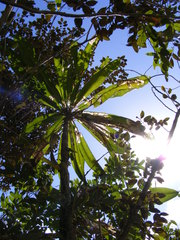Clavija domingensis