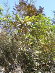 Clavija domingensis