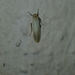 Brunia antica