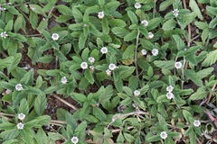 Lippia strigulosa