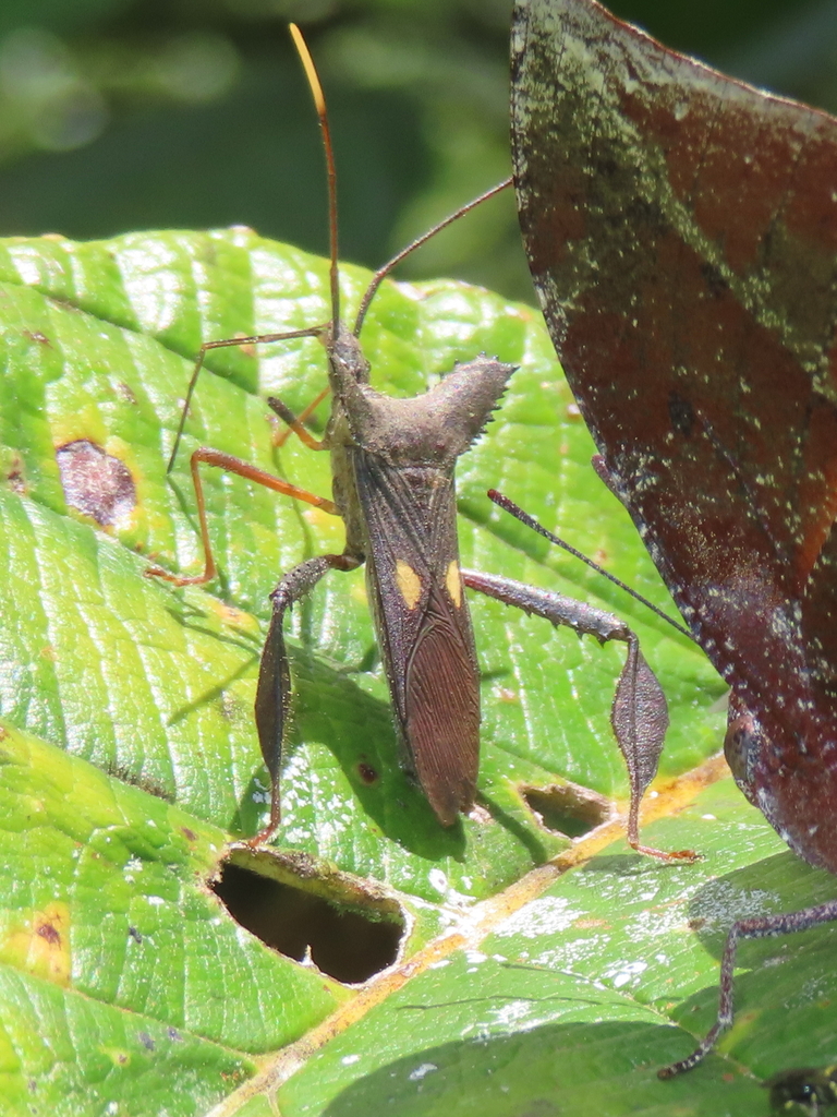 Leptoglossus pseudoalatus