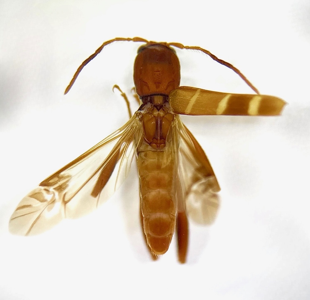 Neoclytus acuminatus thumbnail