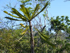 Clavija domingensis