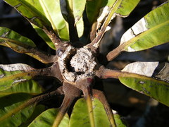 Clavija domingensis