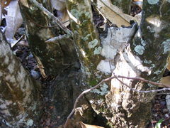 Clavija domingensis