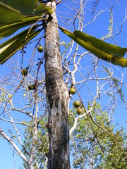 Clavija domingensis