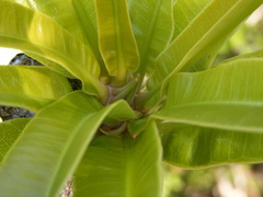 Clavija domingensis