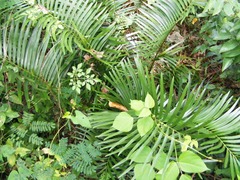 Zamia pumila