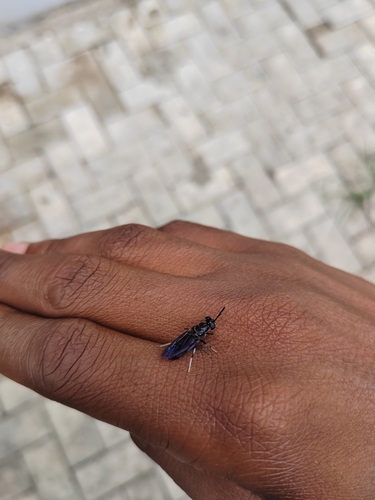 Black Soldier Fly