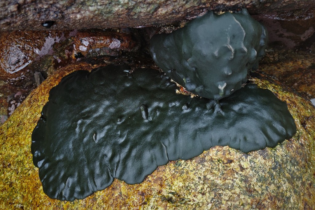 Codium bernabei