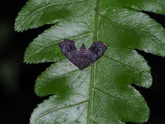 Alampla palaeodes