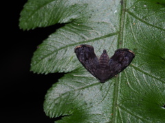 Alampla palaeodes