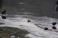 Rollandia microptera