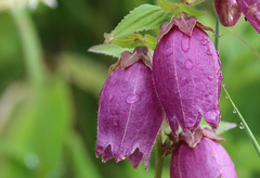 Campanula punctata hondoensis