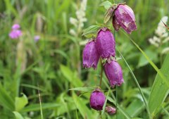 Campanula punctata hondoensis