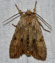 Lithophane signosa