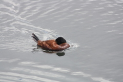Oxyura ferruginea