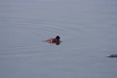 Oxyura ferruginea