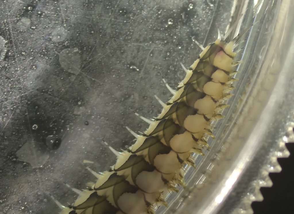Malmgreniella variegata