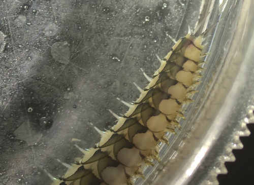 Malmgreniella variegata